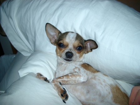 Cozette- "Cozy" my Chihuahua