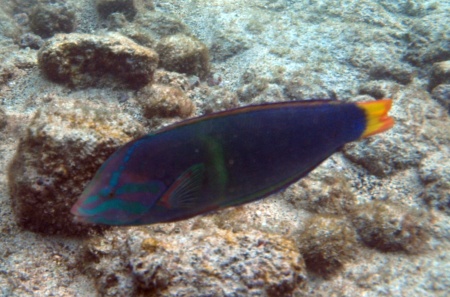 A Coris Wrasse