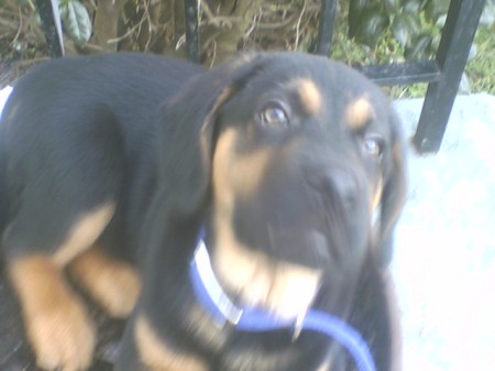 Buddyee in the flower pot!  I sure miss him!