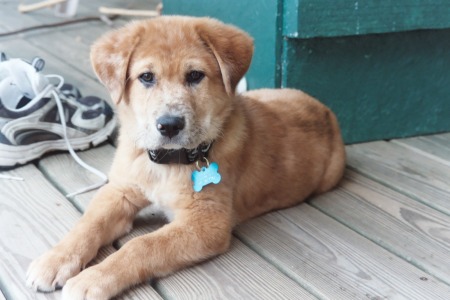 Our new puppy-Skipper 4months old Aug 2007