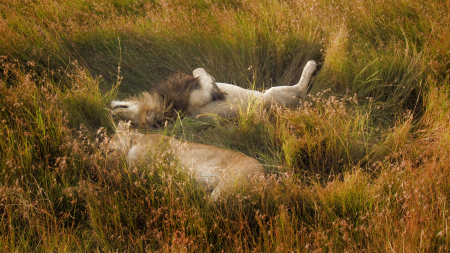 Maasai Mara, Kenya, 2010