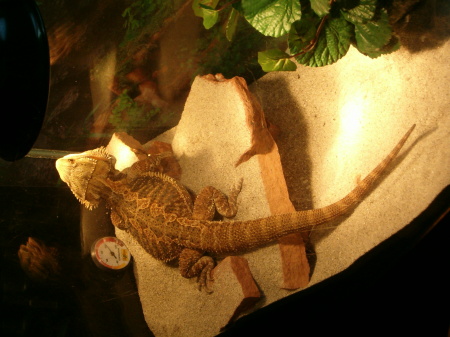 Spike - My Bearded Dragon