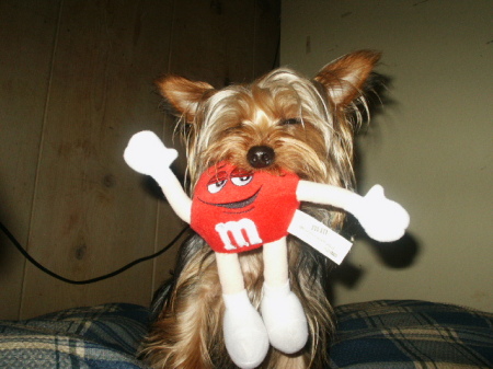 Our Yorkie Bailey & Mr M&M
