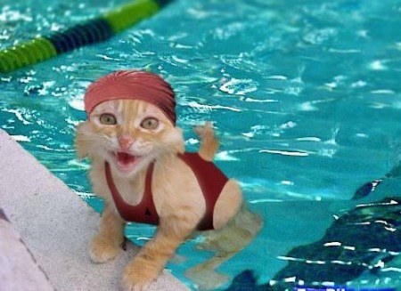 Who says cats don't like water?.........