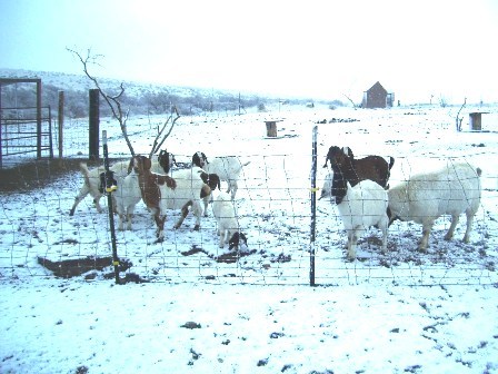 Our goat ranch on the backside of the Rincon Mtns.