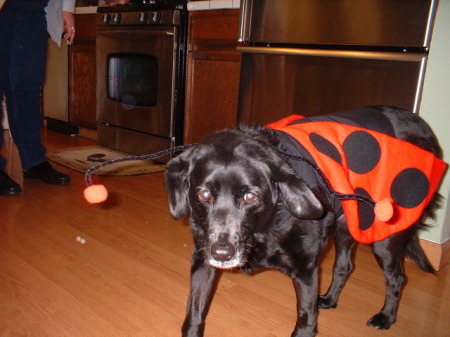 Sparky, the alien hunting dog in Roswell