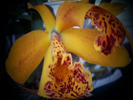 One of my orchids. Enhanced with Fish Eye.
