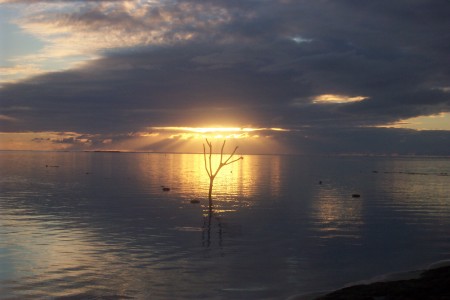 The "Naked Sea Tree" at sunset