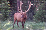 Banff Elk