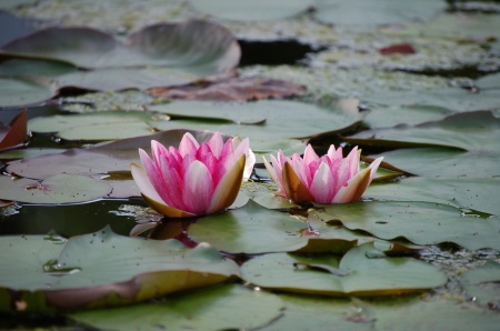 Waterlilies - Quakertown, NJ