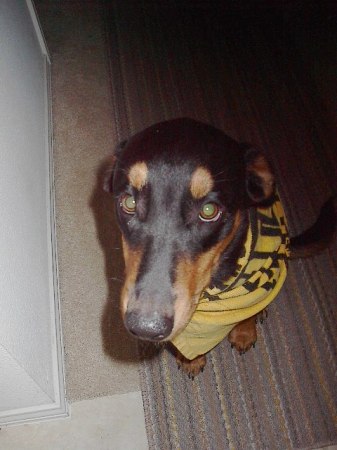 A True Steeler Fan(The eyes of a winner)