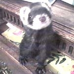 Baby the ferret