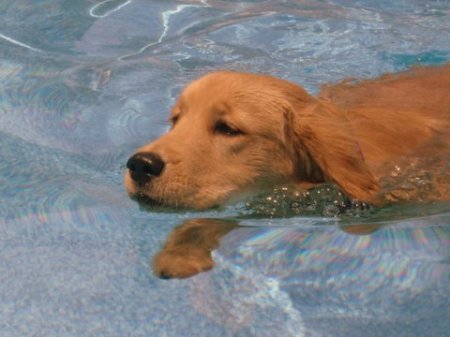 Brandy's first swim in our pool