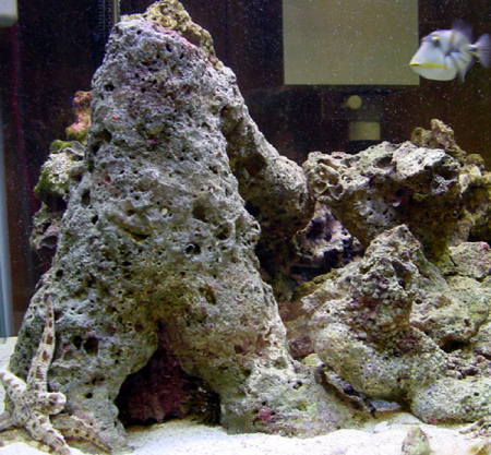 Coral Rock & fish business