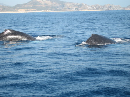 Whales in Cabo 2008