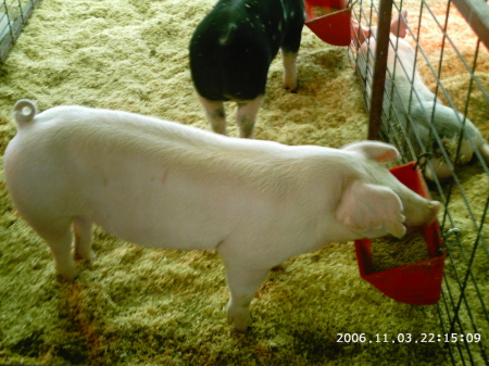 MORGAN'S PIG "WILBUR"