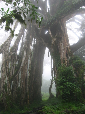 A cloud forest in Kenya