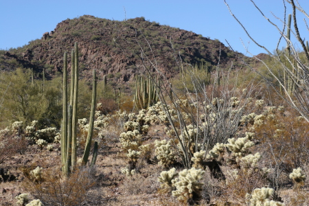 Organ Pipe National Monument