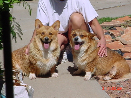 Jordy and Katie, the Welsh Corgis