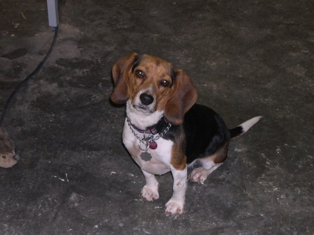 Sammie the Girl Beagle Dog