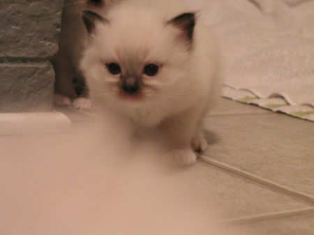 Rag Doll kitten