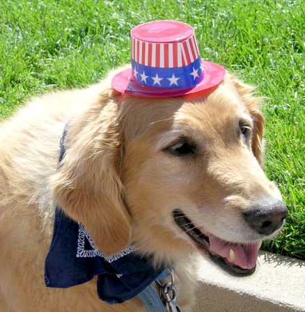 4th of July: Our Golden Lab, Sandy