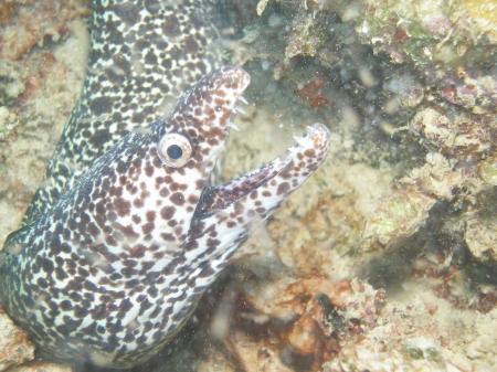 Spotted Eel