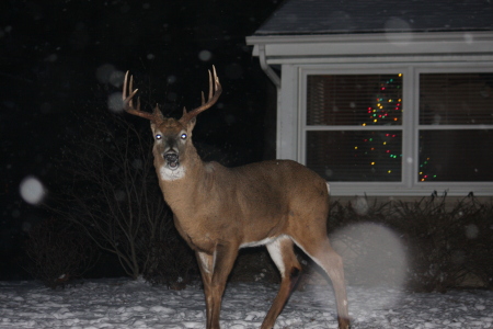 Michael Cassini's album, Deer in the 'hood