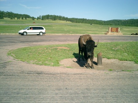 Buffalo at Custer SD