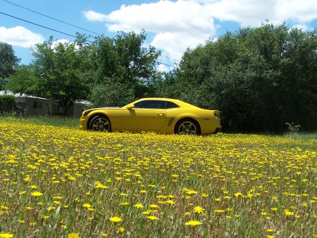 2010 Camaro in my field...