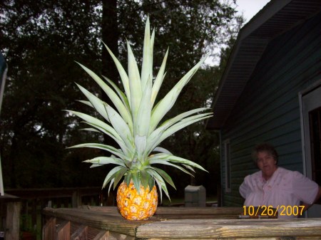 pineapple we grew