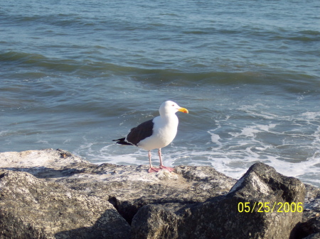 Gladstone's Seagull