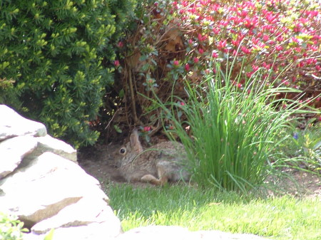 Bunny in My Garden
