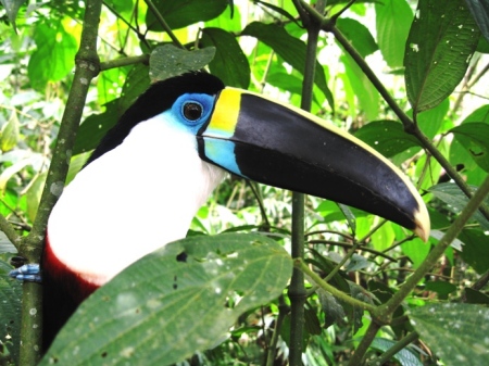 Near Mishauaii, Amazonia, Ecuadorian Oriente