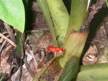 Red Poison Dart Frog