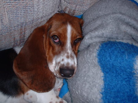 My grumpy little hound dog!