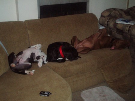 My three lazy dogs