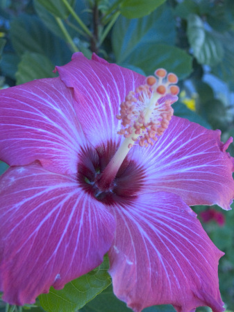 Pink Flower at night