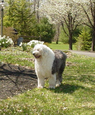In memory of my beloved Chauncey -- 1995-2006