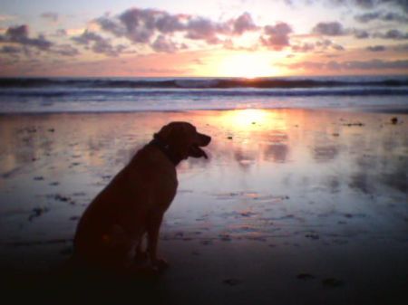 Duke at the Beach.