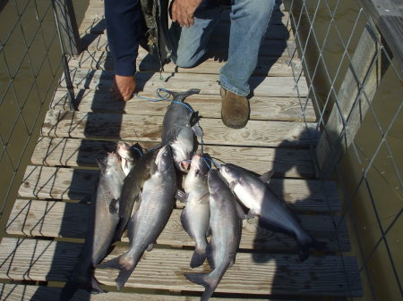 >100#Silver Catfish<5Hrs, 9 Apr 10