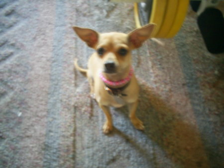 My Chihuahua!!