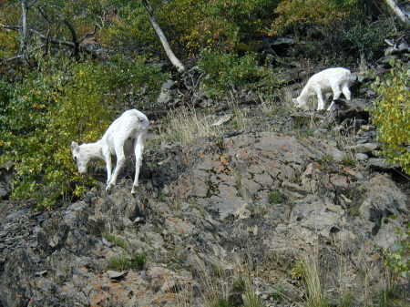 Dall Sheep