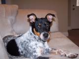 My Blue Heeler/Jack Russel Terrier mix, Rorey