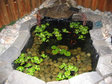 My Backyard Pond