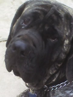 my 250 pound puppy Joe