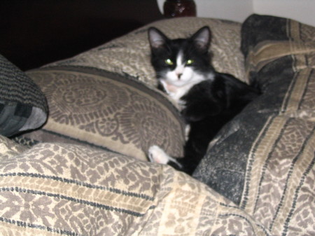 my cat zorro taking a nap on my bed.