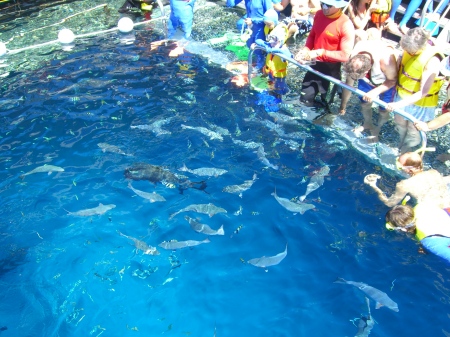 The Great Barrier Reef