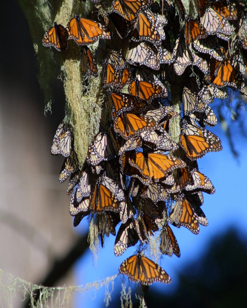 Migrating Monarch Butterflys