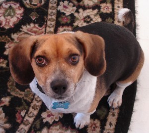 Maggie - my BABY beagle - Miniature !!